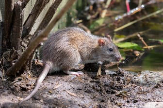 Eine Ratte (Archivbild): Der Bezirk Marzahn-Hellersdorf will die Rattenpopulation einschränken.