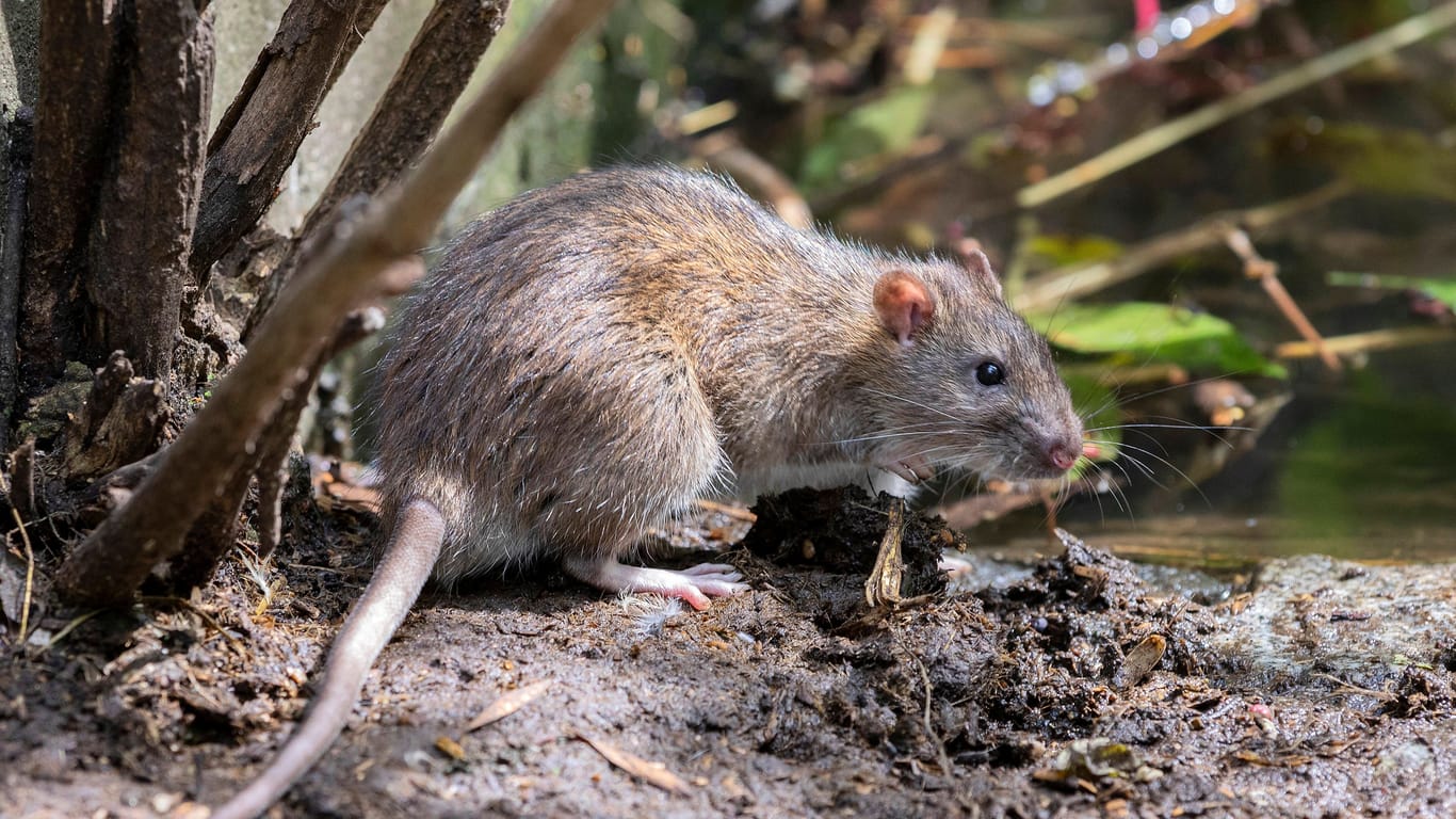 Eine Ratte (Archivbild): Der Bezirk Marzahn-Hellersdorf will die Rattenpopulation einschränken.