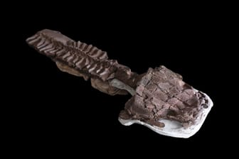 Sumpf-Kreatur aus der Urzeit entdeckt