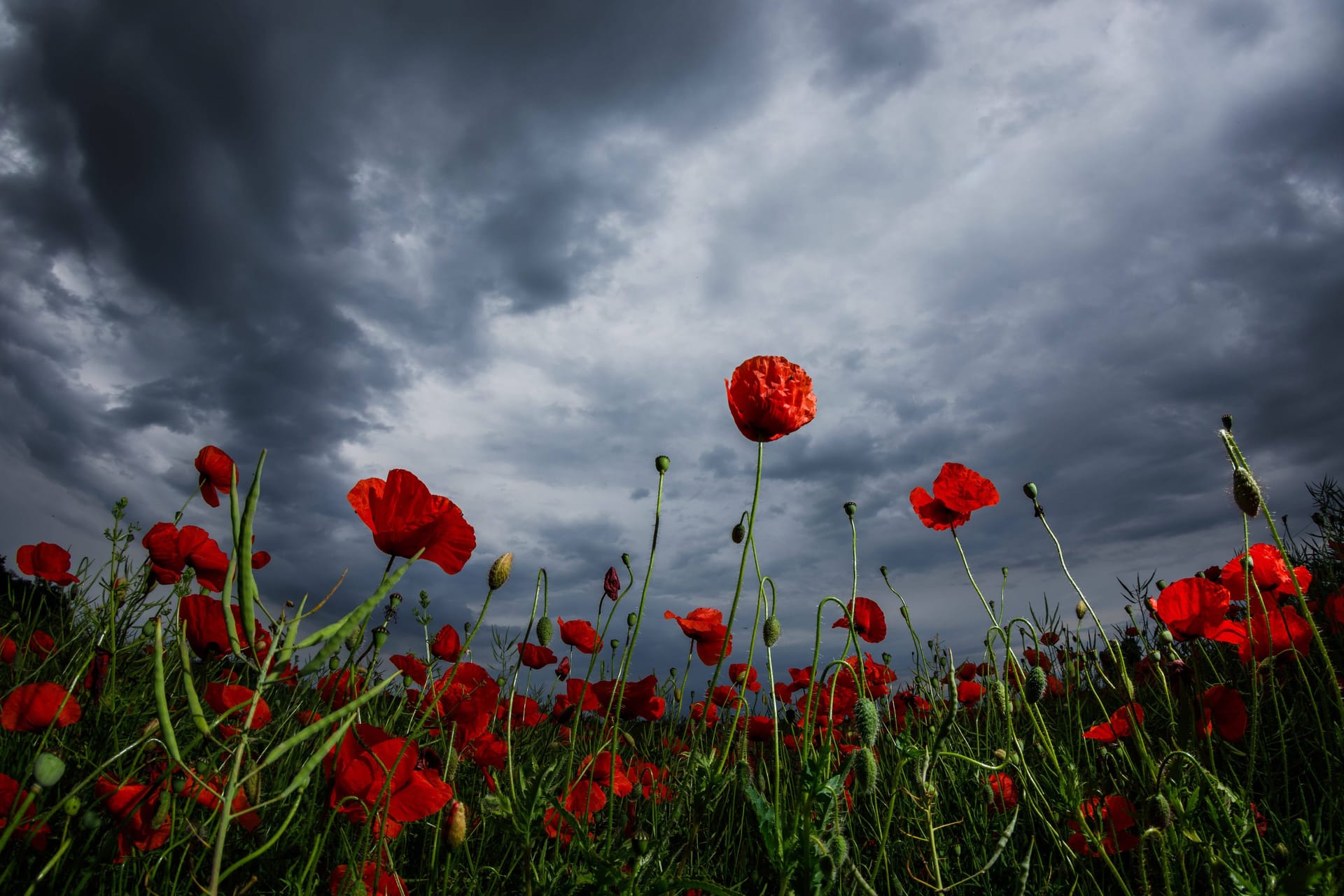 Regenwetter und Unwettergefahr DEU/Deutschland/Brandenburg/Leuthen, 30.05.2024, Regenwetter und Starkregengefahr, dunkle Regenwolken sind ueber einem Feld mit Mohnblumen nahe Leuthen bei Drebkau in der Lausitz zu sehen. Fuer weite Teile Ostdeutschlands, insbesondere Sachsen, ist fuer die naechsten Tage eine Regenwetterlage mit Starkregenfaellen vorhergesagt. Der Wetterdienst warnt vor moeglichen Ueberflutungen.