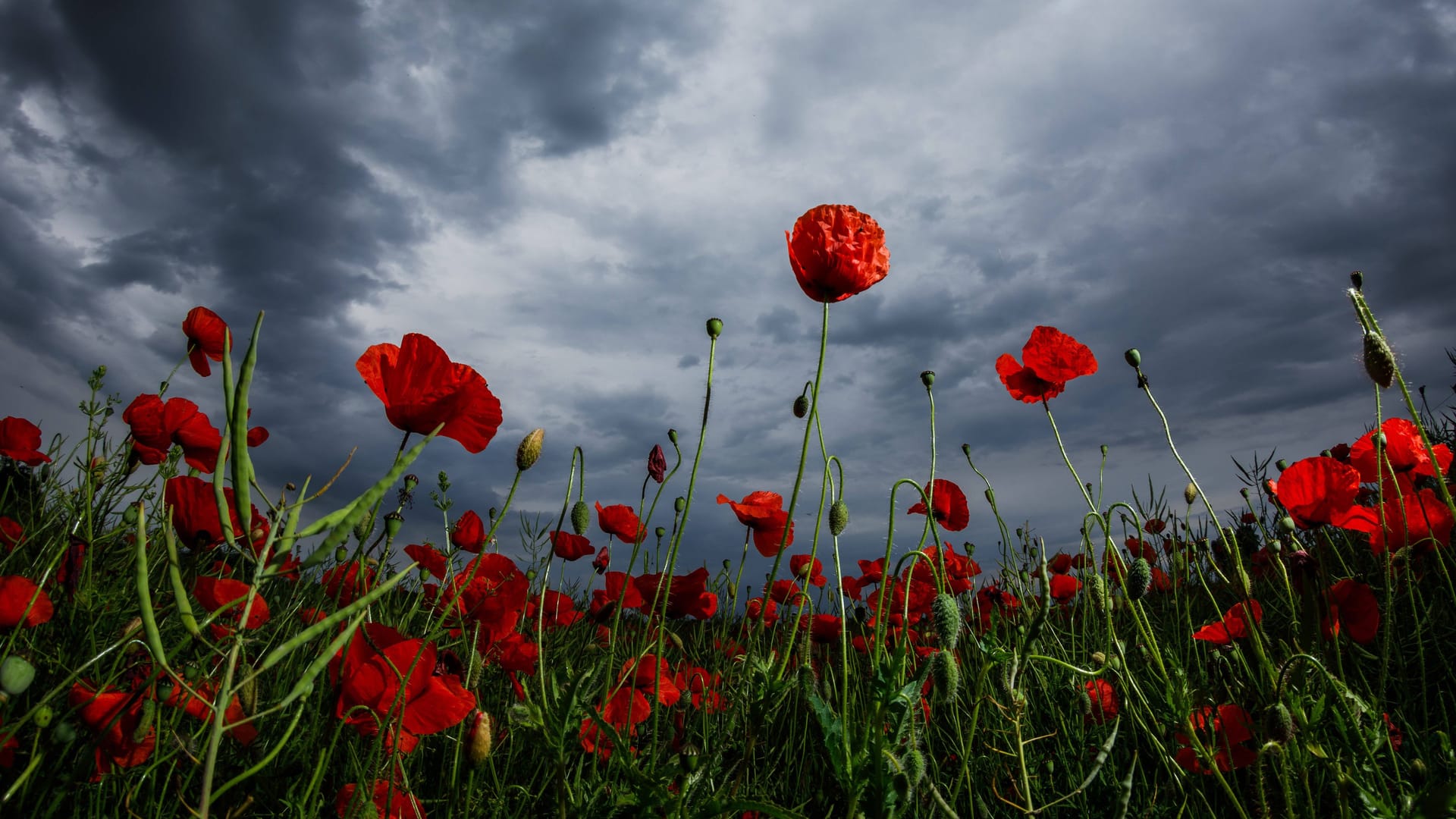 Regenwetter und Unwettergefahr DEU/Deutschland/Brandenburg/Leuthen, 30.05.2024, Regenwetter und Starkregengefahr, dunkle Regenwolken sind ueber einem Feld mit Mohnblumen nahe Leuthen bei Drebkau in der Lausitz zu sehen. Fuer weite Teile Ostdeutschlands, insbesondere Sachsen, ist fuer die naechsten Tage eine Regenwetterlage mit Starkregenfaellen vorhergesagt. Der Wetterdienst warnt vor moeglichen Ueberflutungen. Regenwetter und Unwettergefahr DEU/Deutschland/Brandenburg/Leuthen, 30.05.2024, Regenwetter und Starkregengefahr, dunkle Regenwolken sind ueber einem Feld mit Mohnblumen nahe Leuthen bei Drebkau in der Lausitz zu sehen. Fuer weite Teile Ostdeutschlands, insbesondere Sachsen, ist fuer die naechsten Tage eine Regenwetterlage mit Starkregenfaellen vorhergesagt. Der Wetterdienst warnt vor moeglichen Ueberflutungen.