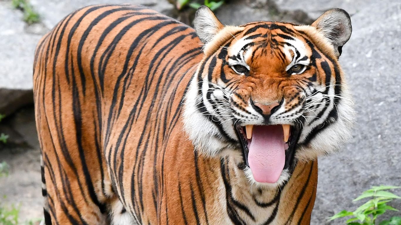 Welt-Tiger-Tag: Indochinesischer Tiger