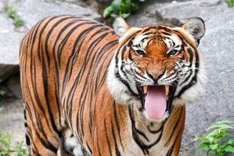 Welt-Tiger-Tag: Indochinesischer Tiger