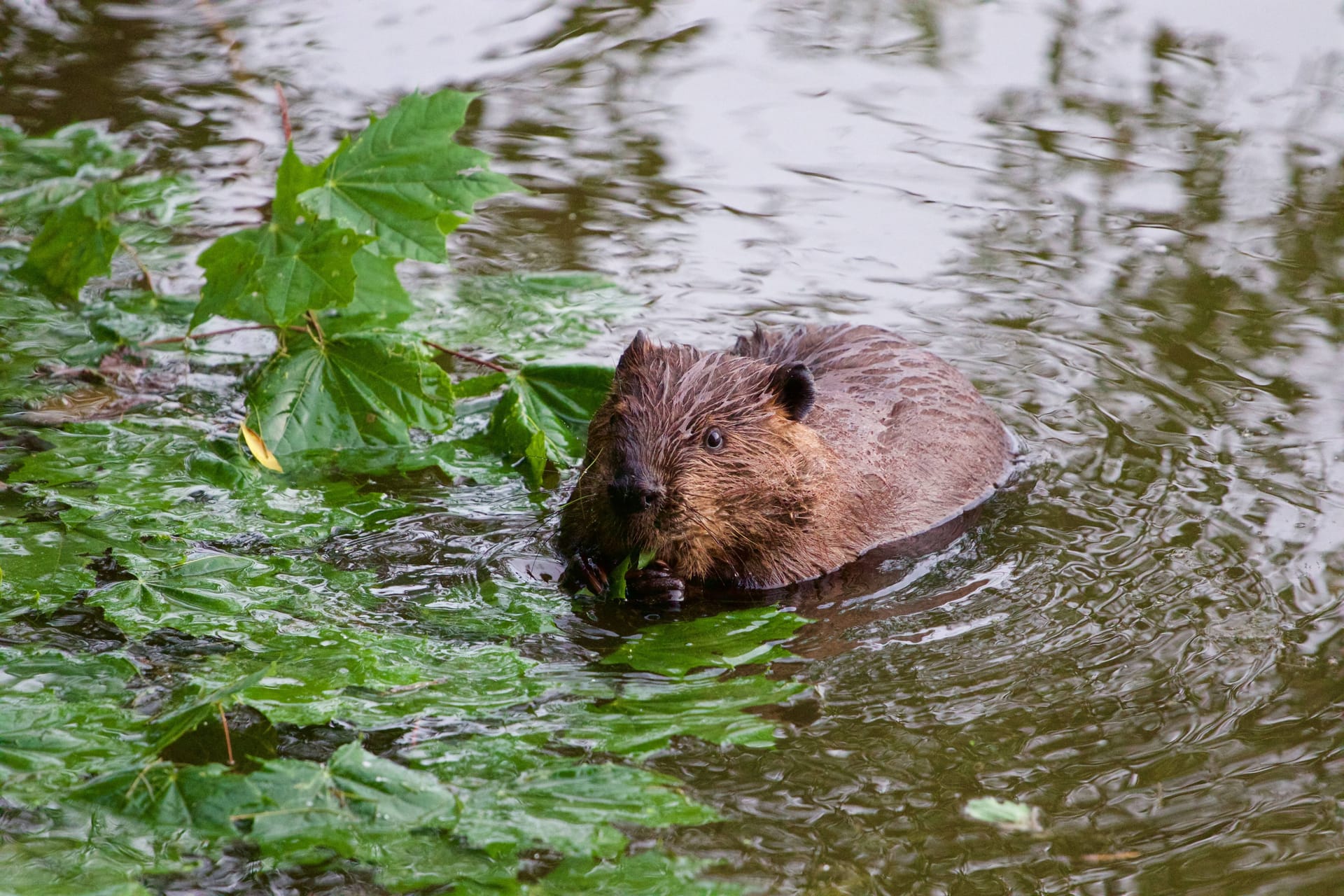 Ein Biber im Wasser (Symbolbild): Die verletzte Frau kam ins Krankenhaus.