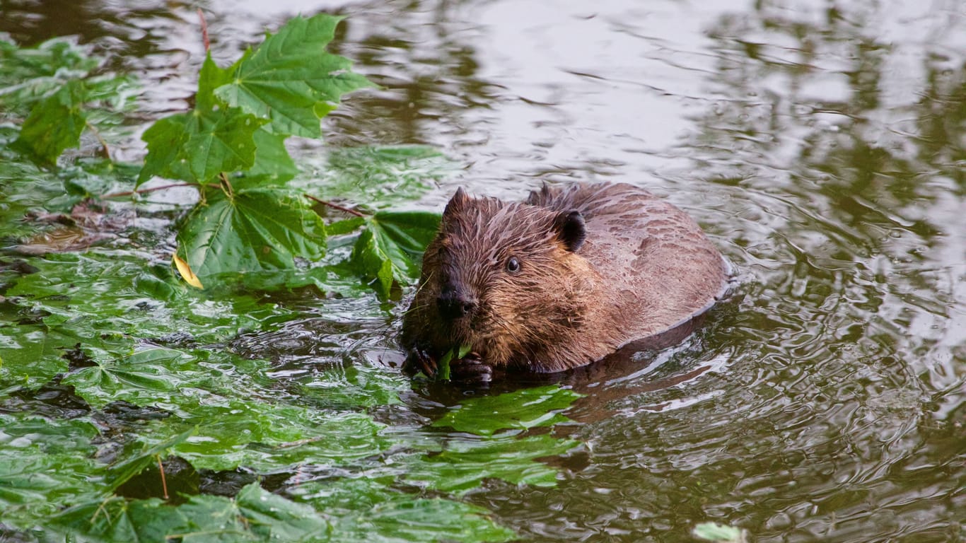 Ein Biber im Wasser (Symbolbild): Die verletzte Frau kam ins Krankenhaus.