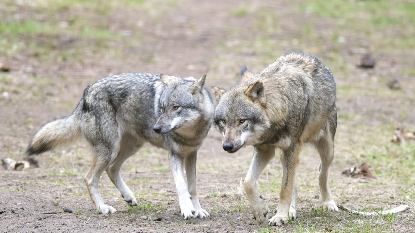 Wolf reißt angeleinten Hund in Niederlanden mit