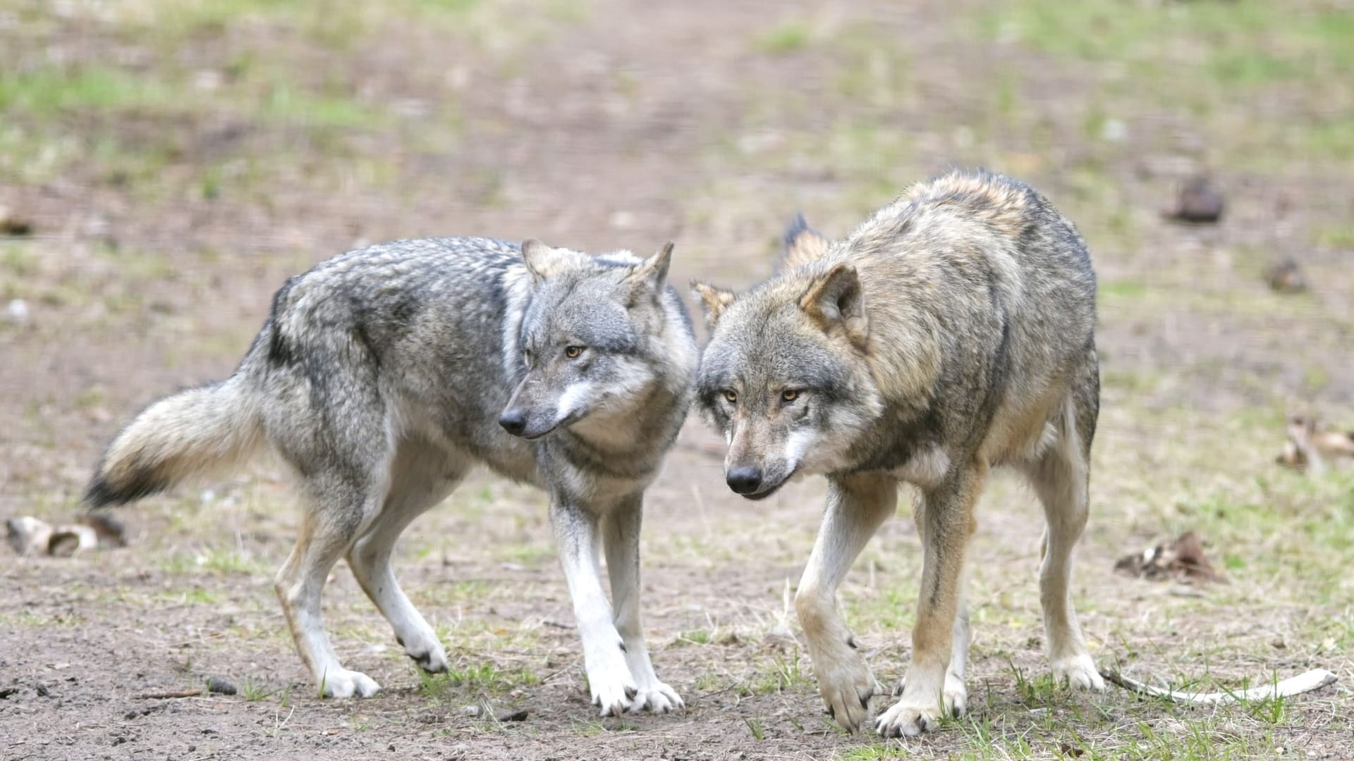 Wolf reißt angeleinten Hund in Niederlanden mit Wolf reißt angeleinten Hund in Niederlanden mit