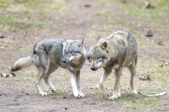 Wolf reißt angeleinten Hund in Niederlanden mit