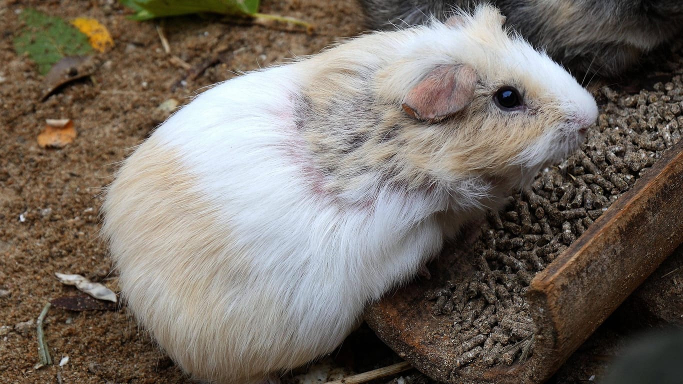 Meerschweinchen (Symbolbild): In Hannover sind mehrere Tiere ausgesetzt worden.