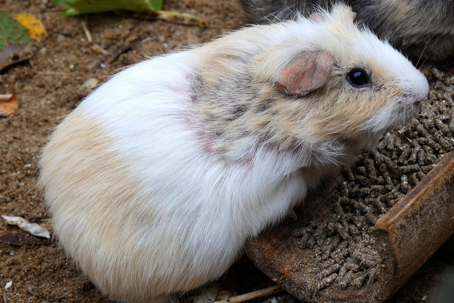 Meerschweinchen (Symbolbild): In Hannover sind mehrere Tiere ausgesetzt worden.