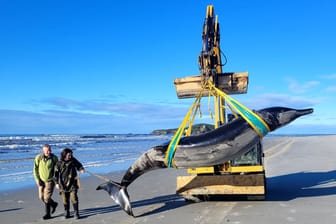 Seltener Bahamonde-Schnabelwal in Neuseeland gestrandet