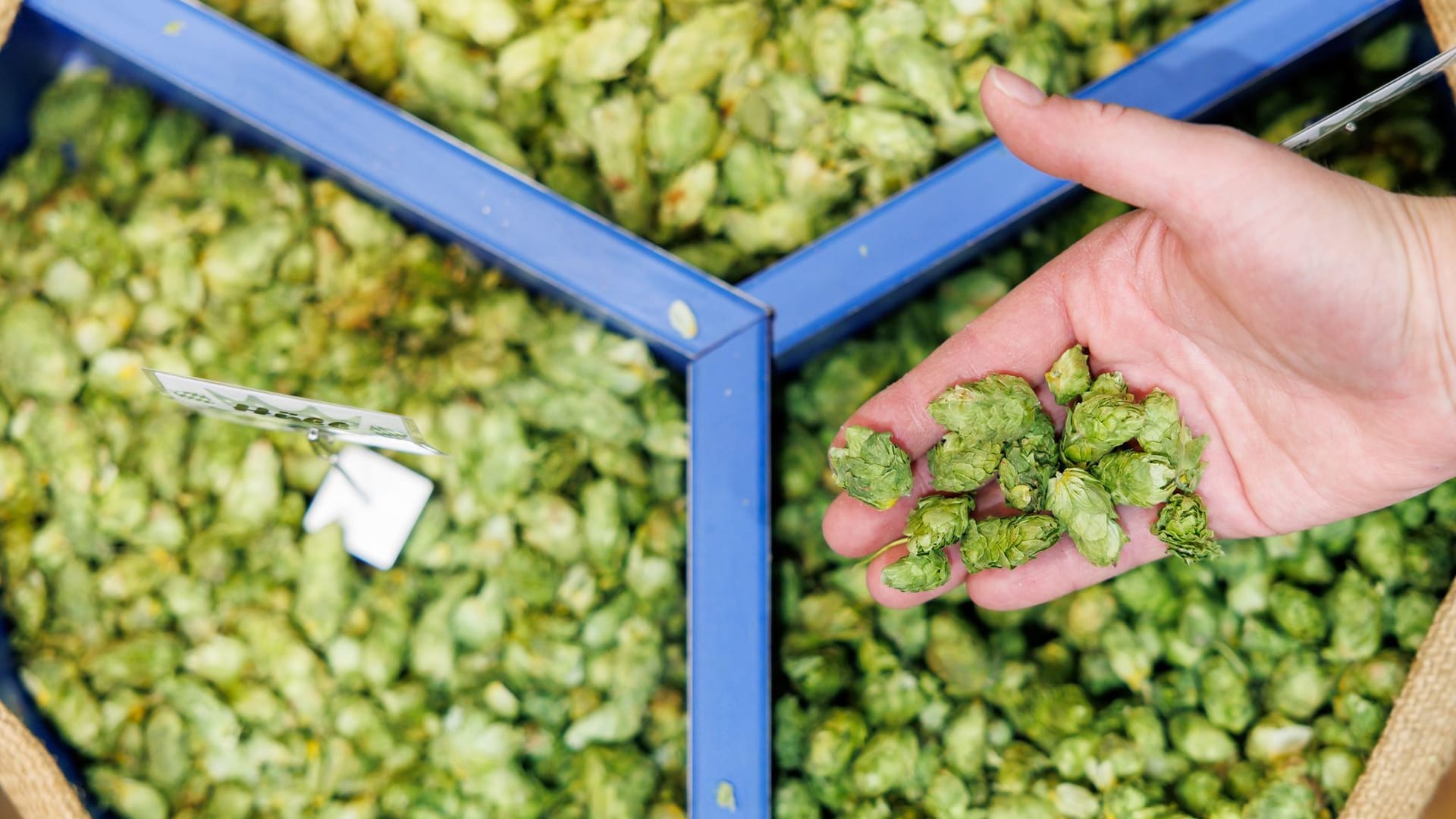 Hopfen
