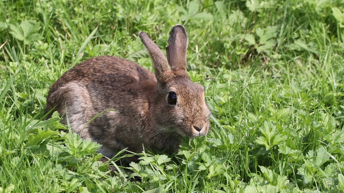 Wie alt wird ein Hase?