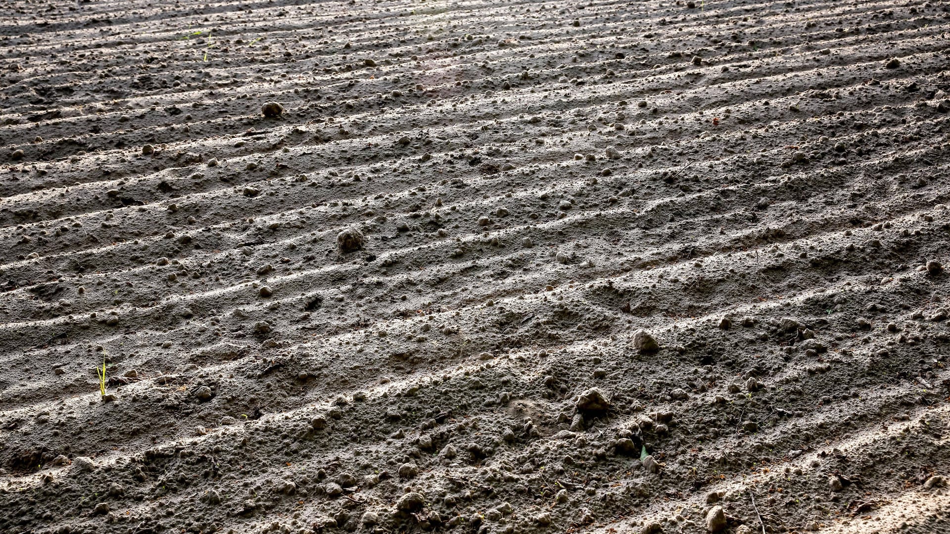 Verfrorenes Feld (Symbolfoto): Das wechselhafte Wetter hat den Brandenburger Obstbauern die Ernte ruiniert.