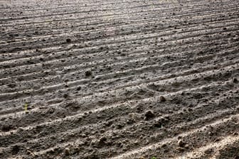 Verfrorenes Feld (Symbolfoto): Das wechselhafte Wetter hat den Brandenburger Obstbauern die Ernte ruiniert.