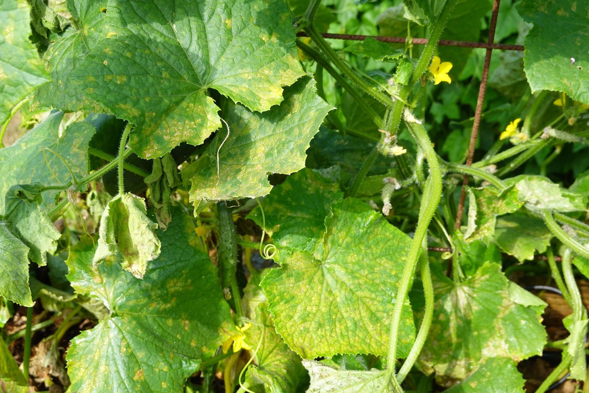 Gelbe Flecken auf den Gurkenblättern können durch Nährstoffmangel, einen Pilz oder ein Bakterium verursacht werden.