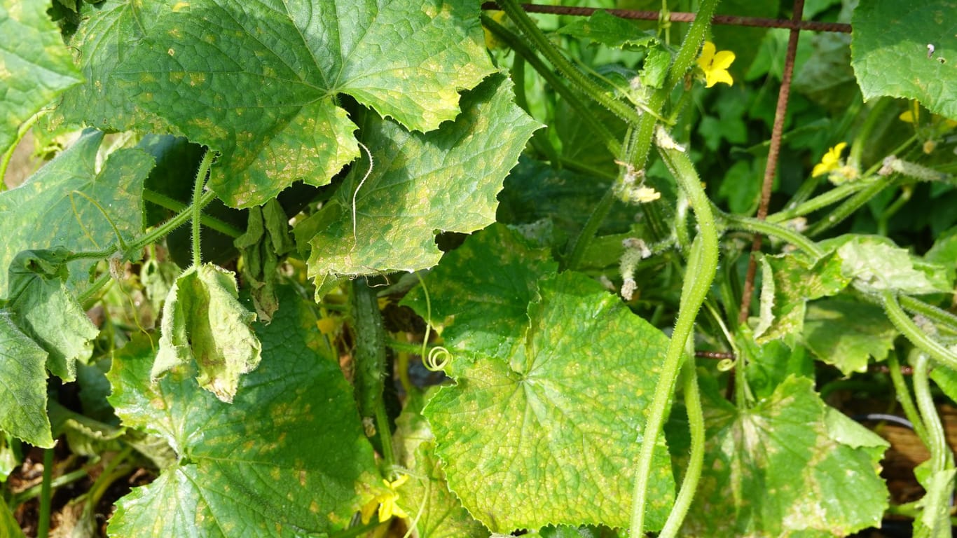 Gelbe Flecken auf den Gurkenblättern können durch Nährstoffmangel, einen Pilz oder ein Bakterium verursacht werden.