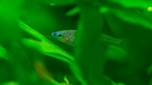 Etwa zwei Millimeter groß: Ein Evers-Reisfisch-Junge im Schutz der dichten Aquarien-Bepflanzung im Dortmunder Zoo.