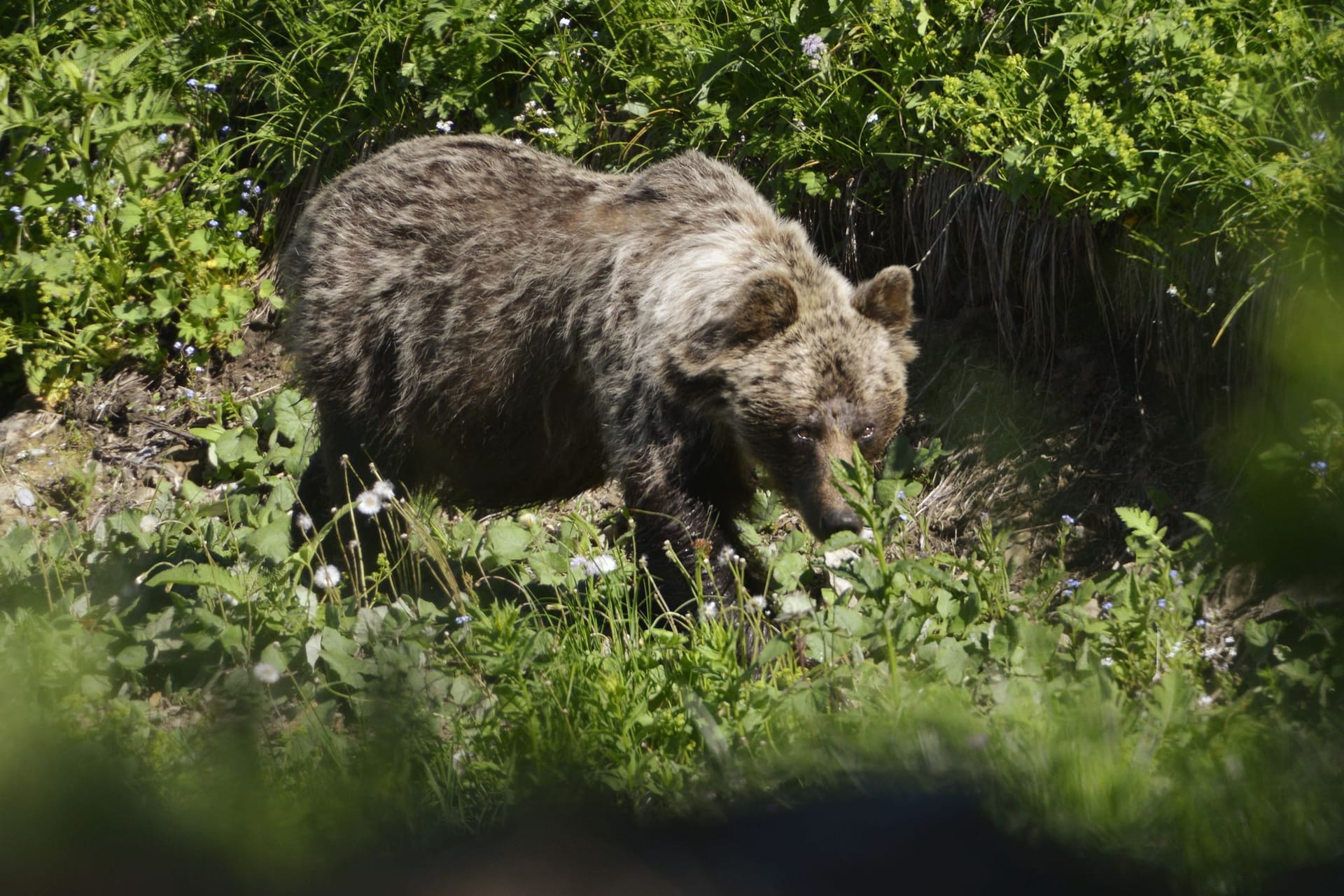 Braunbär in der Slowakei