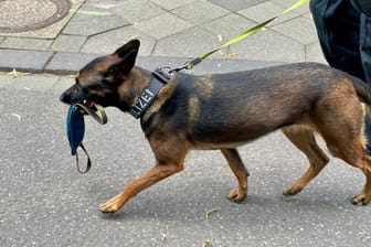 Ein Diensthund der Düsseldorfer Polizei (Archivbild): Ein Tier half bei der Festnahme eines Drogendealers mit.