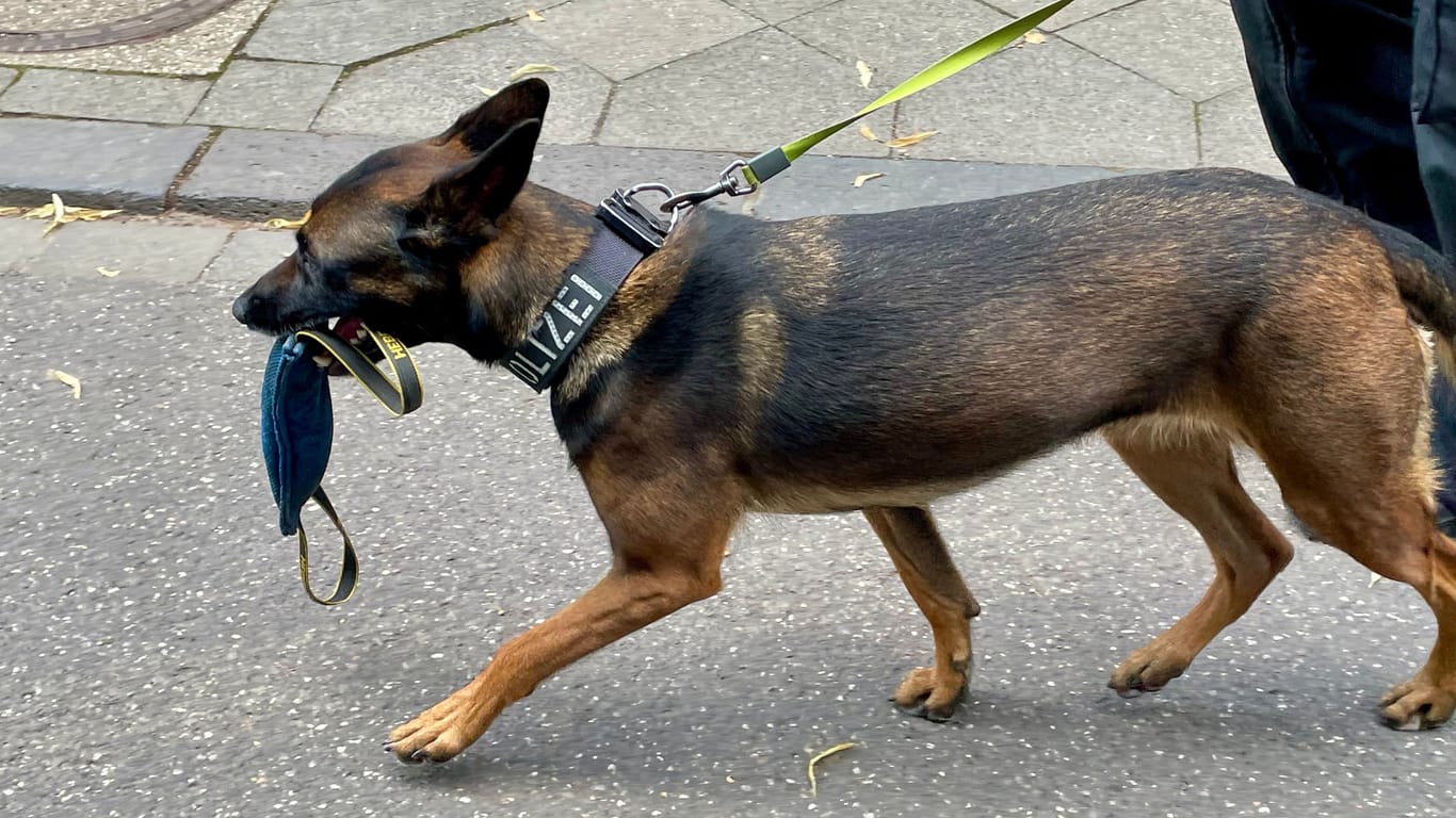 Ein Diensthund der Düsseldorfer Polizei (Archivbild): Ein Tier half bei der Festnahme eines Drogendealers mit.