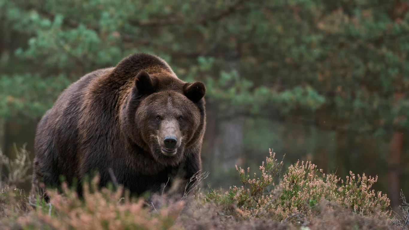 Angriffslustiger Braunbär im Wald (Archivbild): Eine 19-jährige Frau kostete die Begegnung ihr Leben.