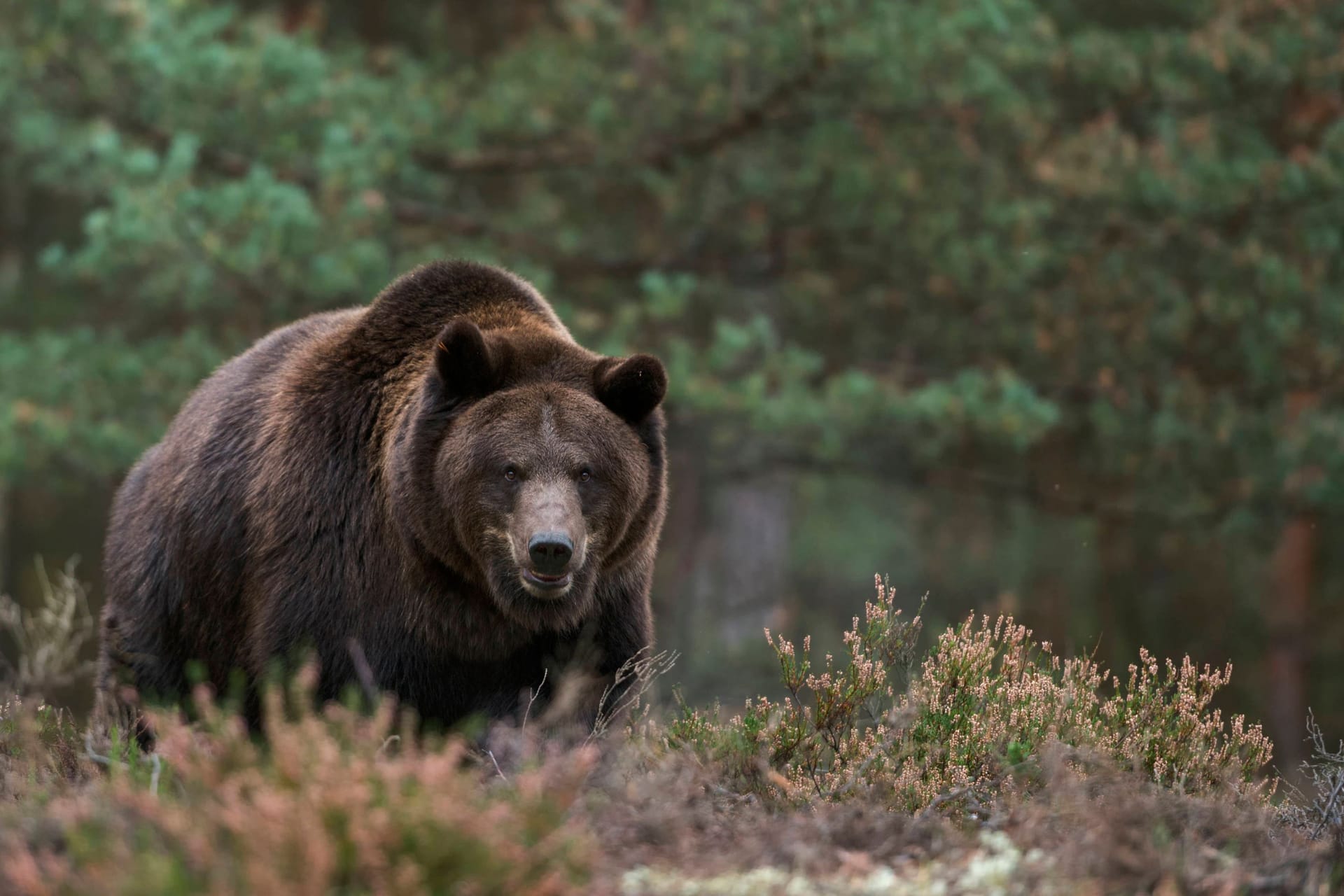 Angriffslustiger Braunbär im Wald (Archivbild): Eine 19-jährige Frau kostete die Begegnung ihr Leben.