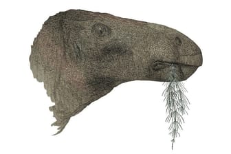 Zeichnung des neuen Dinosauriers: Er wurde nach Fundort und Entdecker benannt.