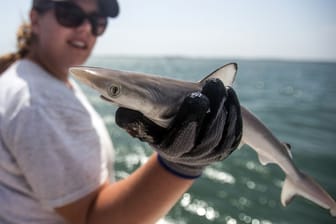 Vor Brasiliens Küste: Scharfnasenhaie auf Kokain