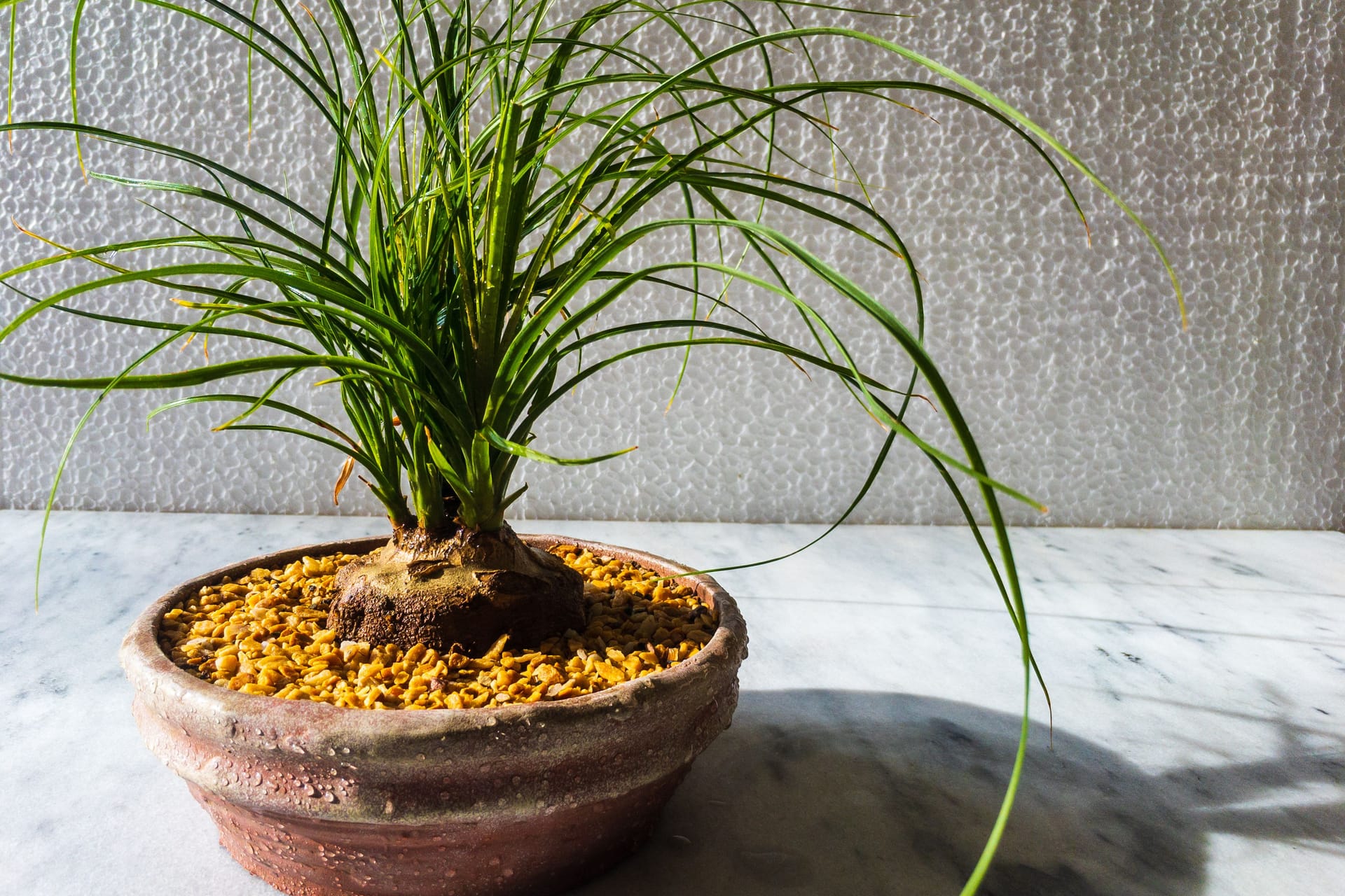 Dwarf pontail plam or nolina palm with white texture background