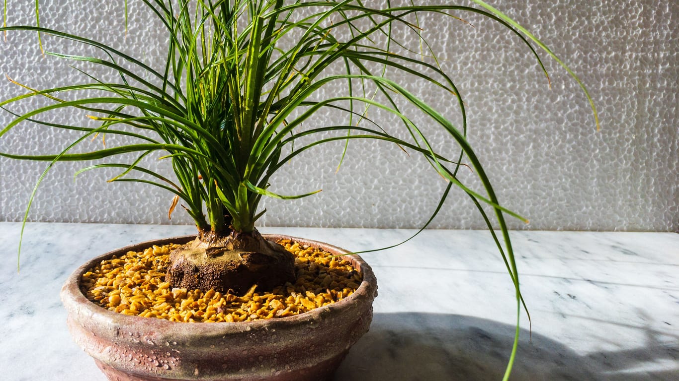 Dwarf pontail plam or nolina palm with white texture background