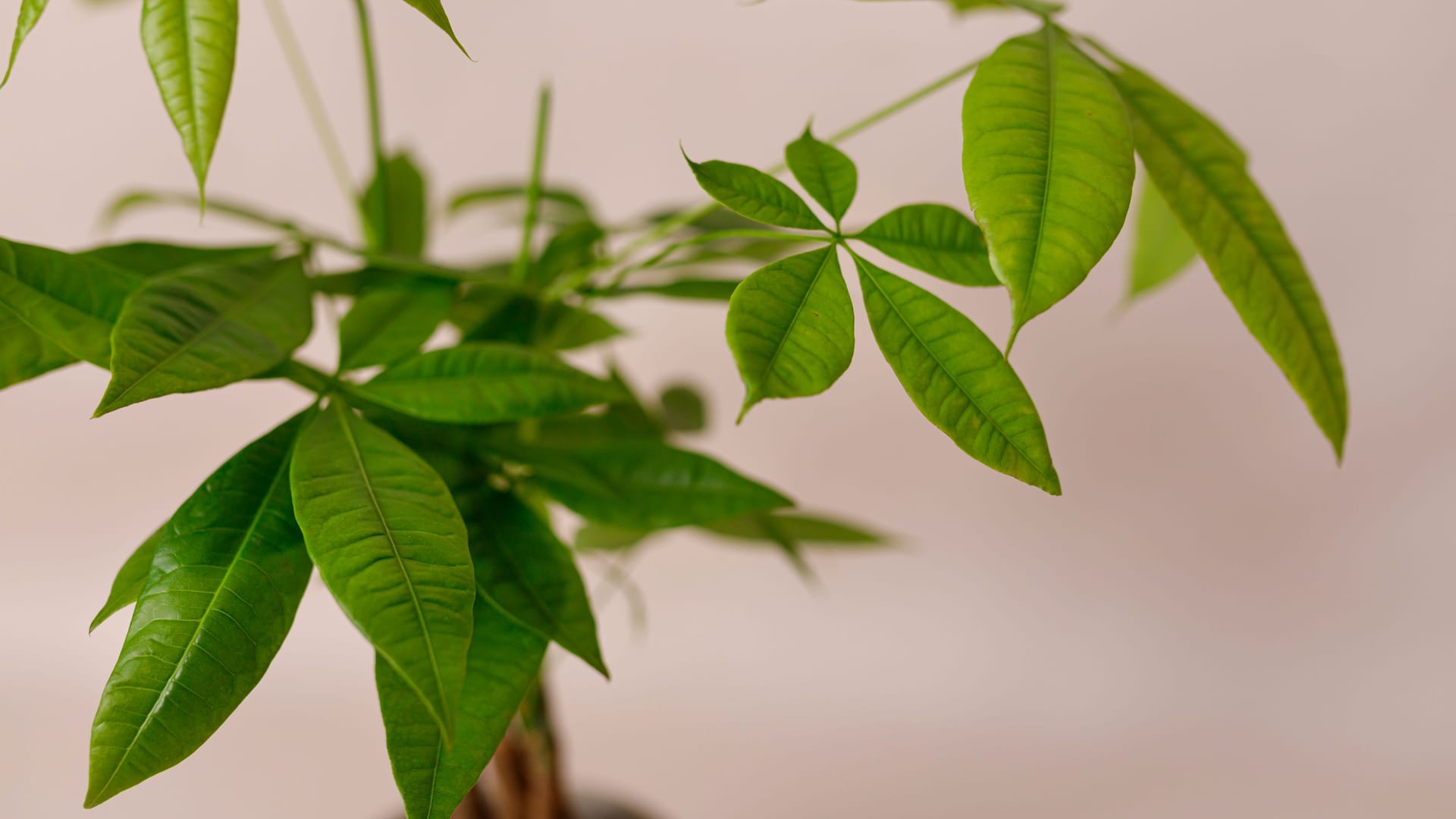 A Money Tree plant Pachira Aquatica. Green pachira aquatica leaves on beige background, pachira