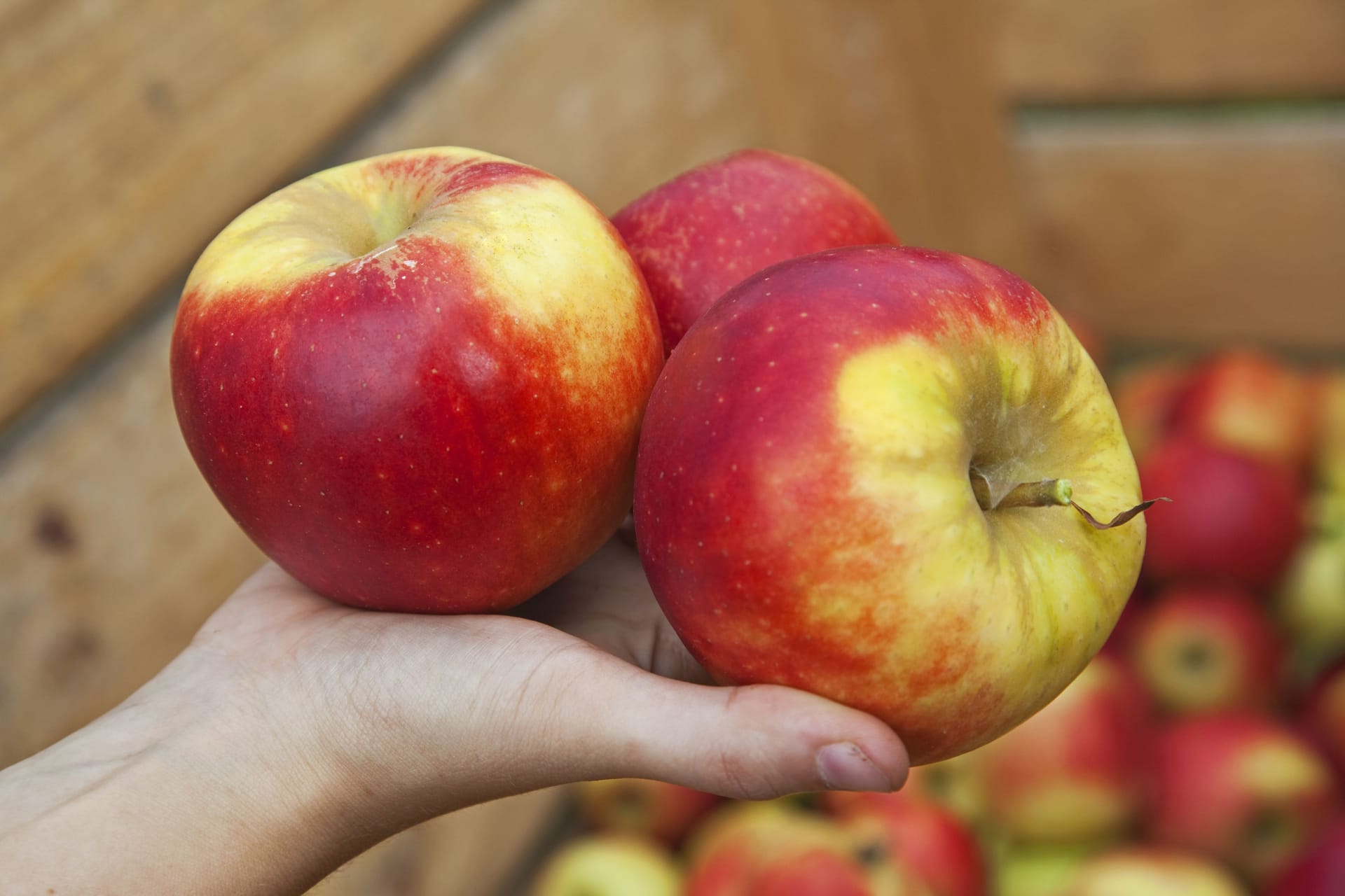 Äpfel: Sie gehören zum beliebtesten Obst in Deutschland.