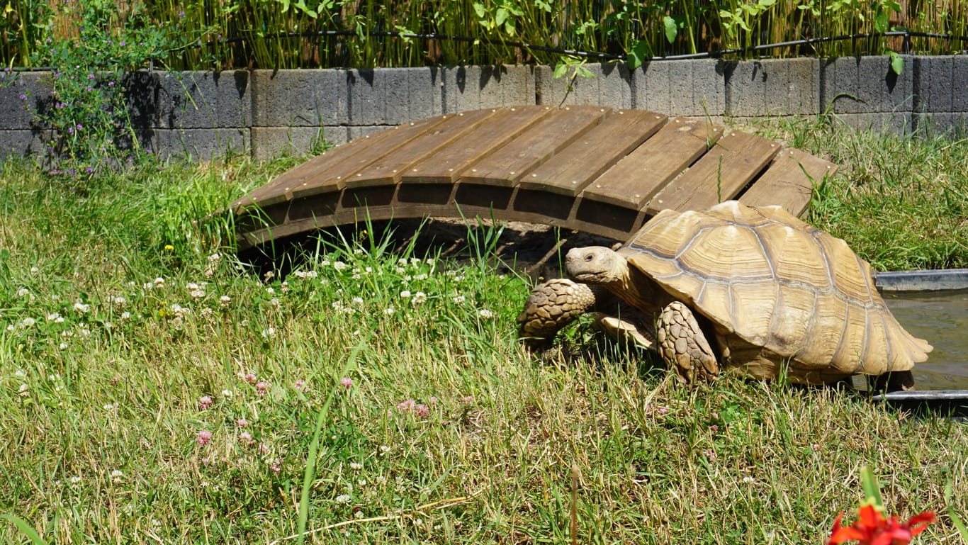 Die Riesenschildkröte R2D2: Das Tier kam mit einem Riss im Panzer auf den Gnadenhof.