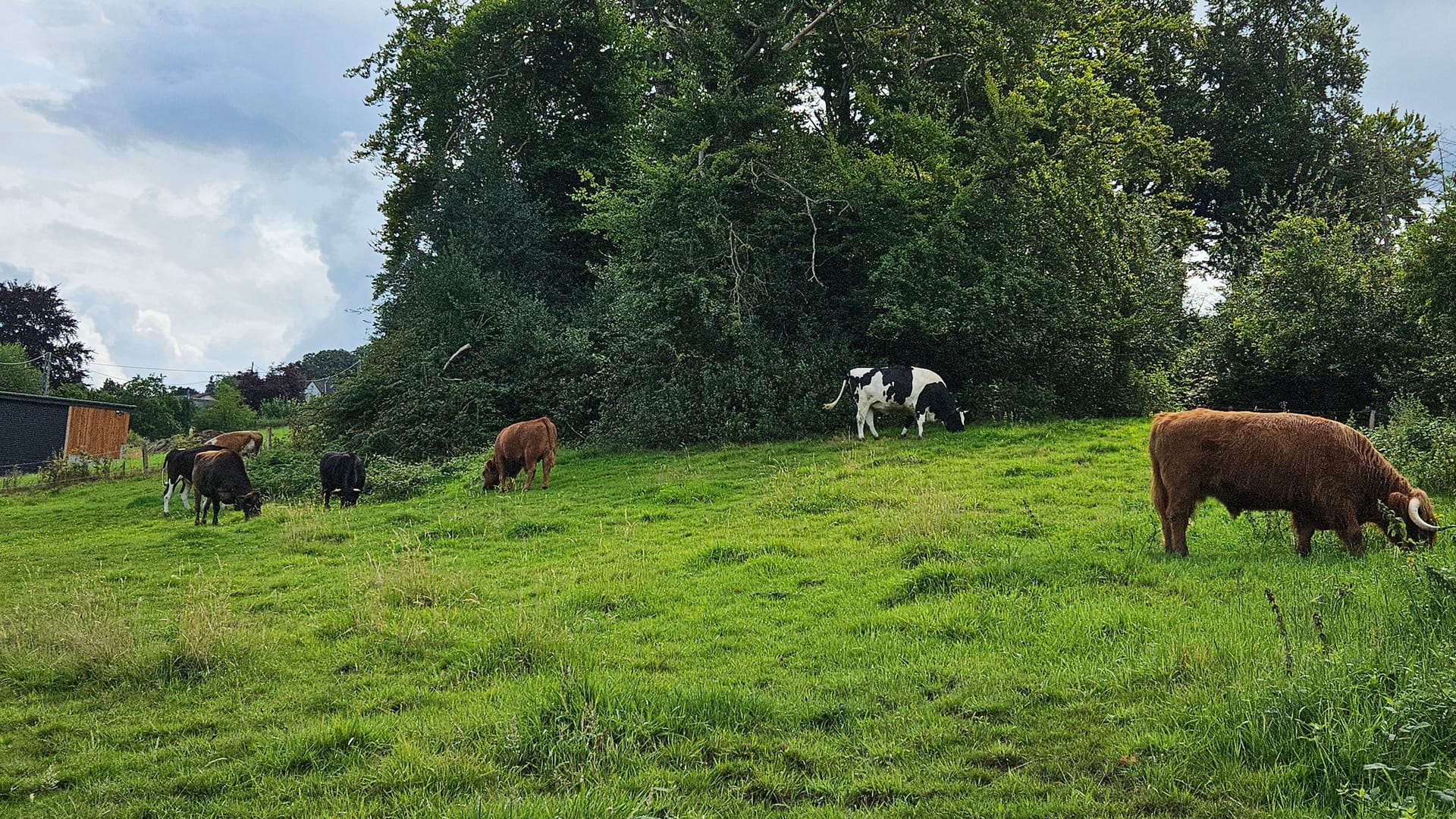 Auf dem Lebenshof verbringen misshandelte Kühe bis zu ihrem Lebensende eine friedliche Zeit. Besuche werden nach dem Tagesrhythmus der Tiere ausgerichtet.