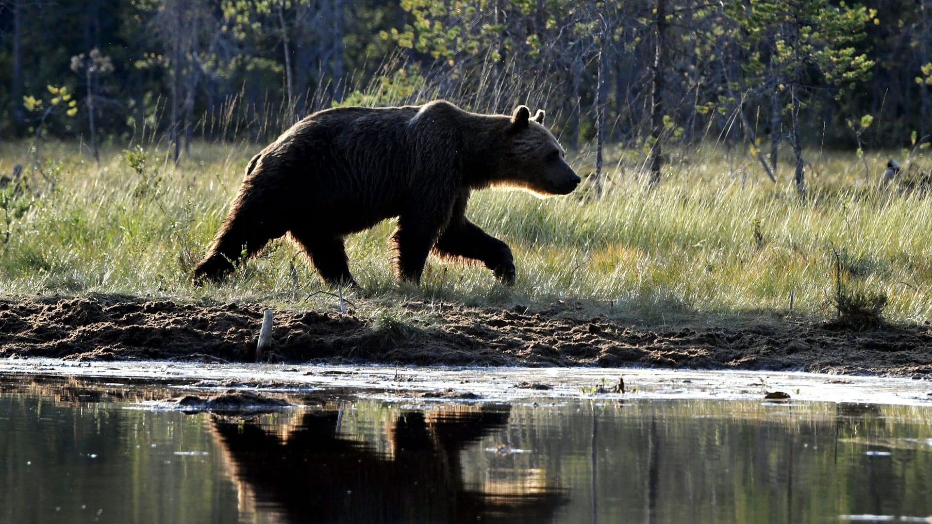 Braunbär in Finnland