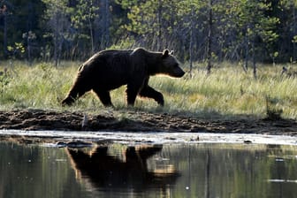 Braunbär in Finnland