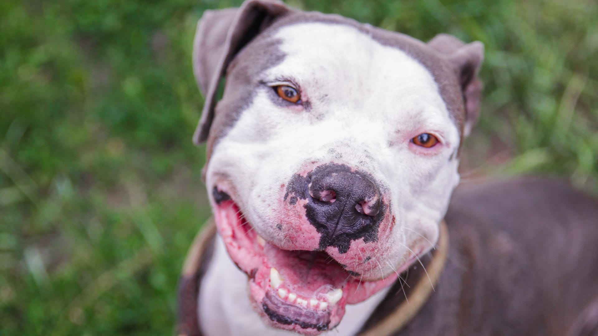 Der Rüde Pascha im Tierheim Tornow: Jedes vermittelbare Tier bekommt in der App "Balu" ein eigenes Profil.