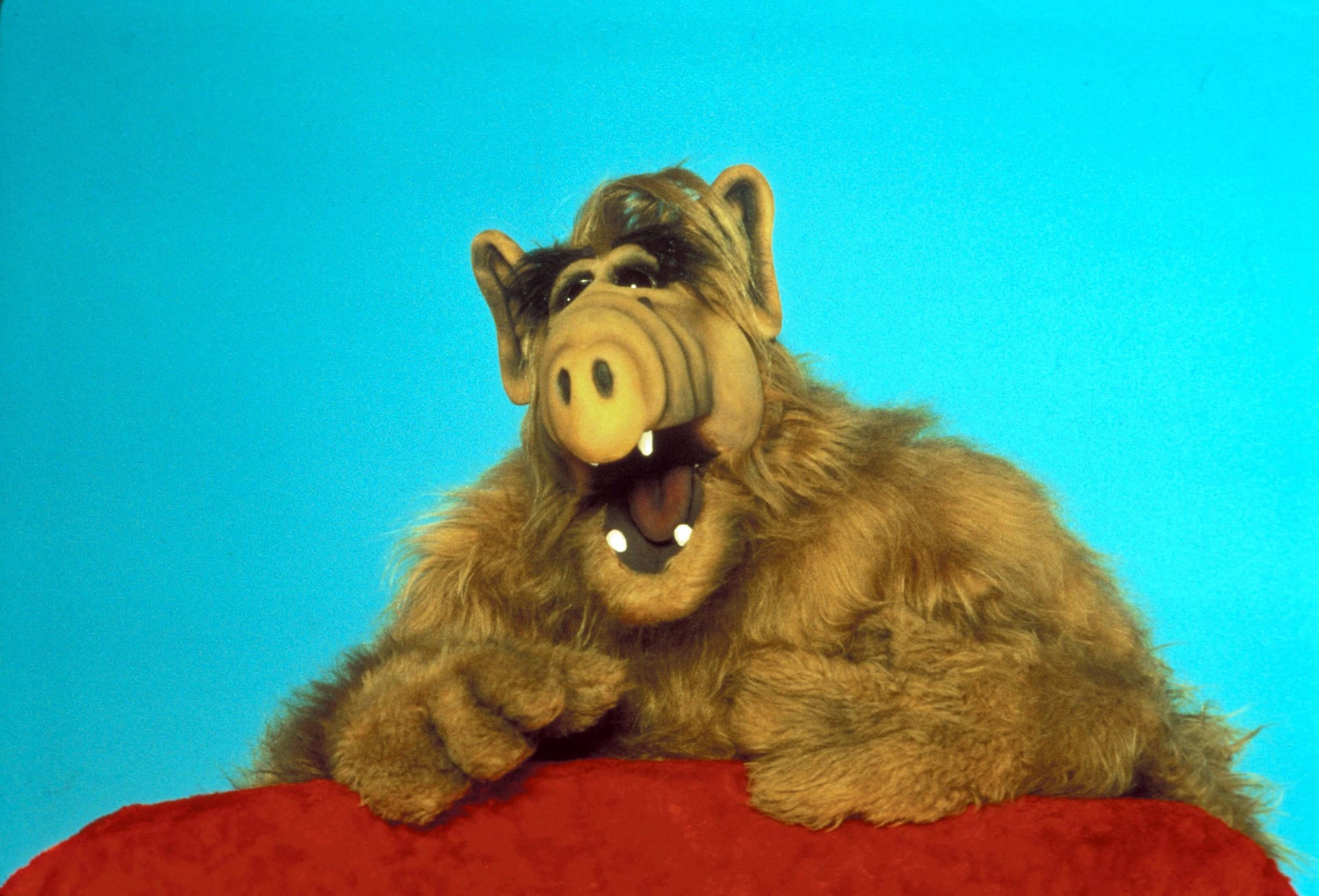 Der kleinwüchsige Schauspieler Michu Meszaros erweckte die Figur Alf zum Leben. Er starb 2016 im Alter von 76 Jahren.