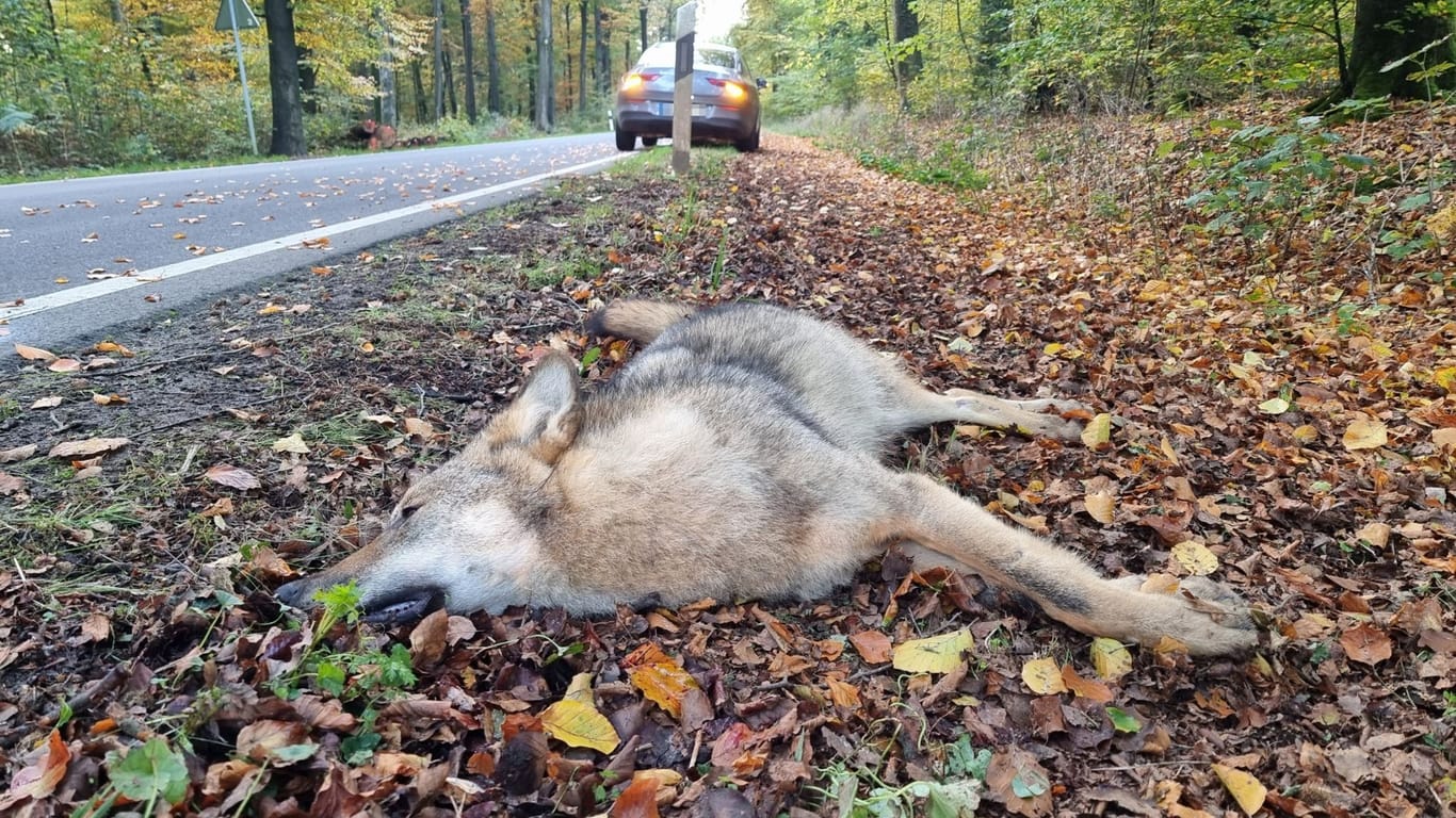 Wolf überfahren