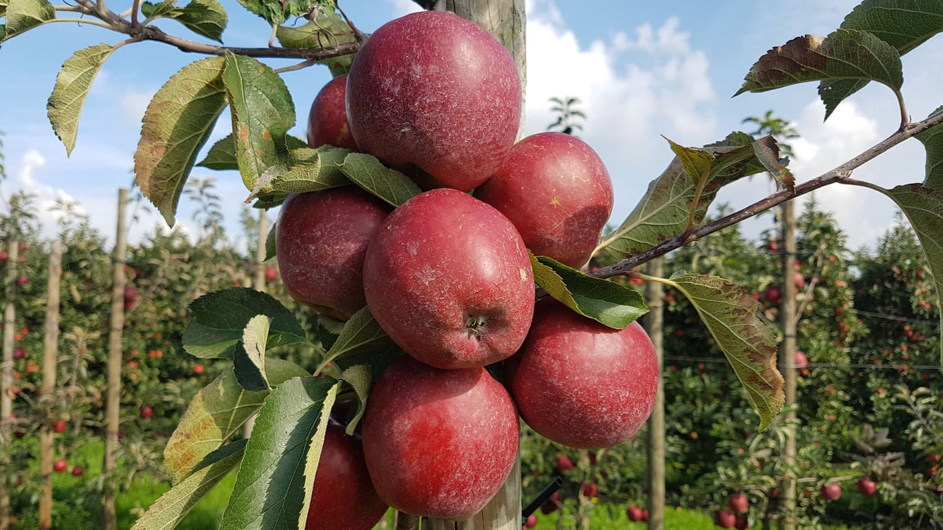 Säulenäpfel auf einer Plantage (Symbolbild): Experten erwarten keine volle Apfelernte im Alten Land.