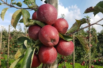 Säulenäpfel auf einer Plantage (Symbolbild): Experten erwarten keine volle Apfelernte im Alten Land.
