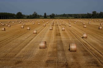 Landwirtschaft in Italien