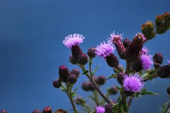Selective closeup focus of flowers of Cirsium arvense against a blue sky background