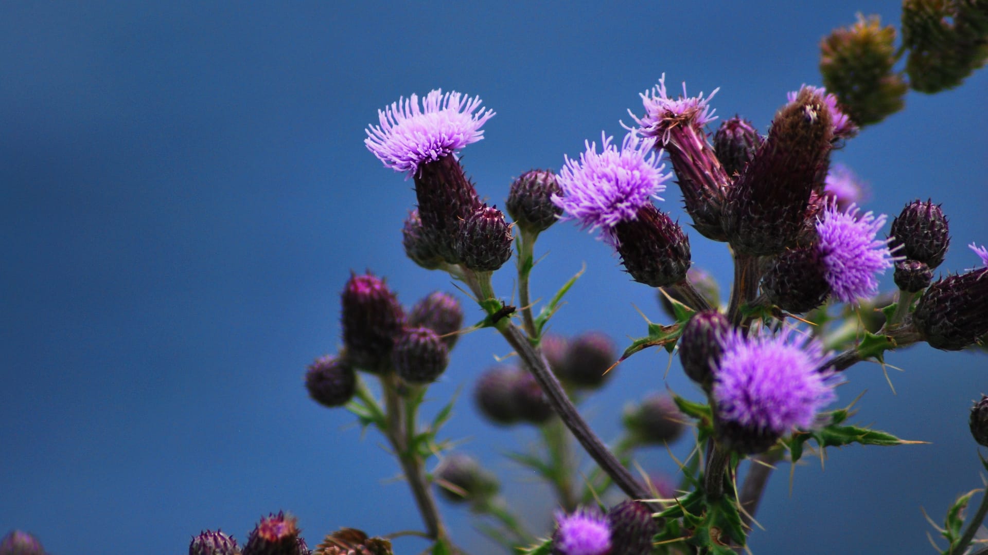 Selective closeup focus of flowers of Cirsium arvense against a blue sky background