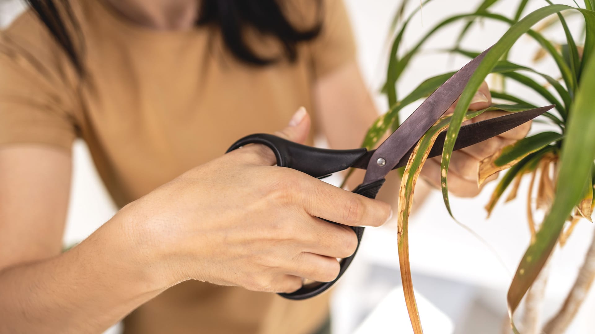 close up of Female gardener hands cutting dry leaves of Ponytail palm