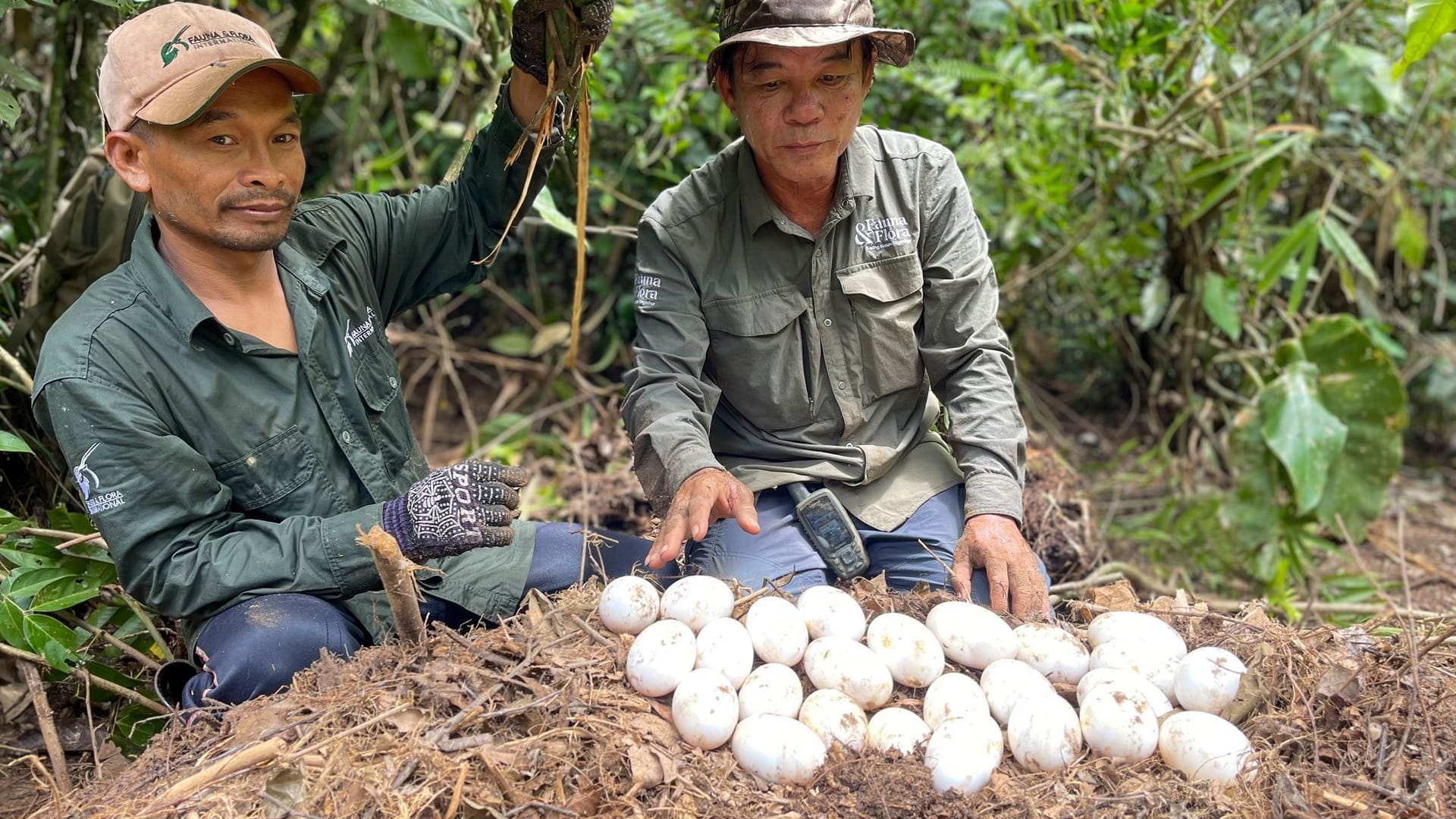 Eier seltener Krokodile in Kambodscha entdeckt Eier seltener Krokodile in Kambodscha entdeckt