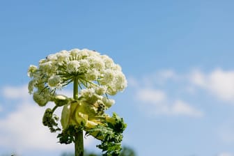 Probleme durch Riesen-Bärenklau