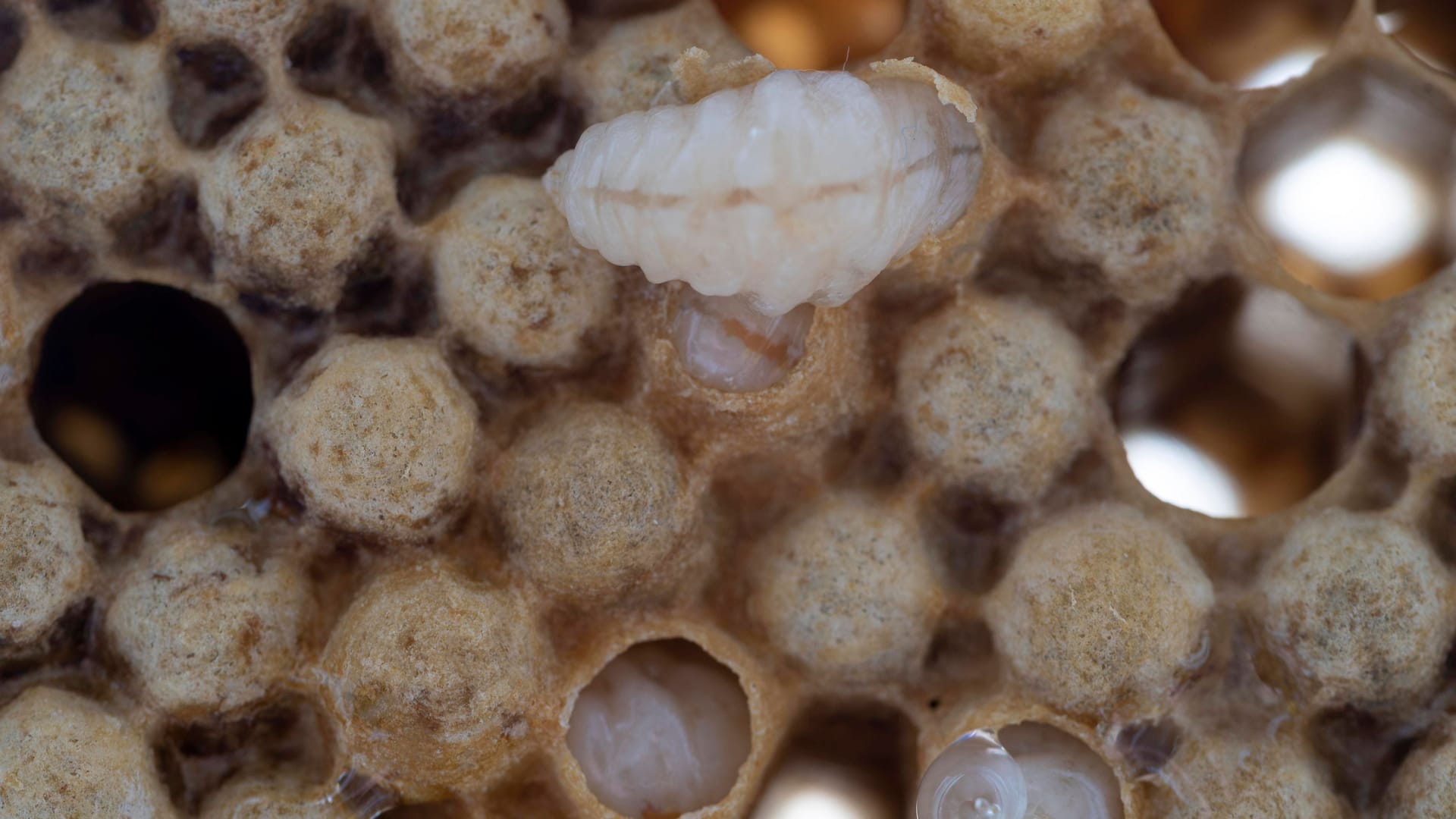 Bienenwaben mit Larven (Archivbild): Für die erwachsenen Tiere ist die Krankheit harmlos, die Bakterien infizierne aber die Larven.