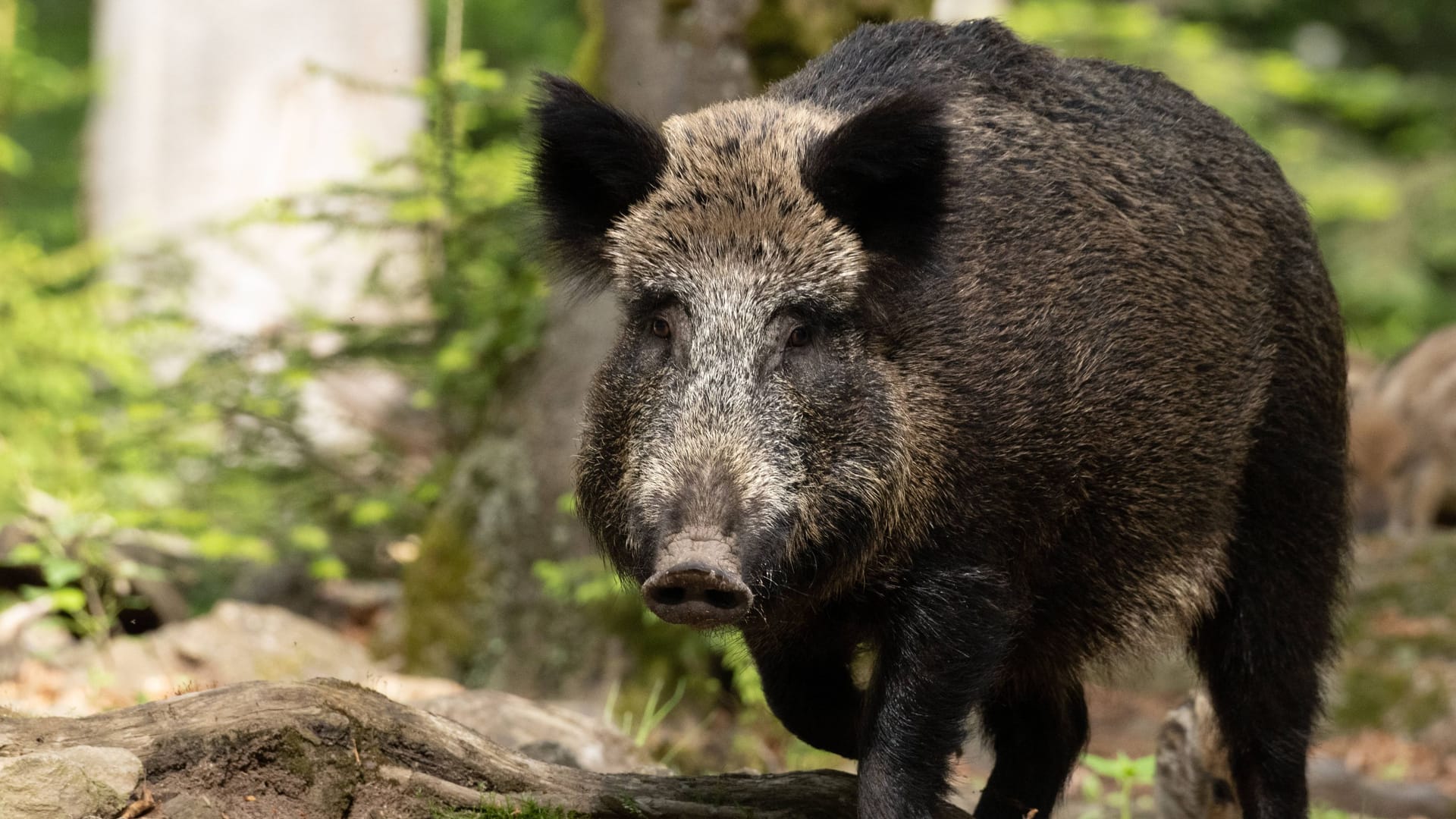Ein Wildschwein im Wald (Archivbild): In NRW wurde bei einem toten Tier die Afrikanische Schweinepest nachgewiesen. Ein Wildschwein im Wald (Archivbild): In NRW wurde bei einem toten Tier die Afrikanische Schweinepest nachgewiesen.
